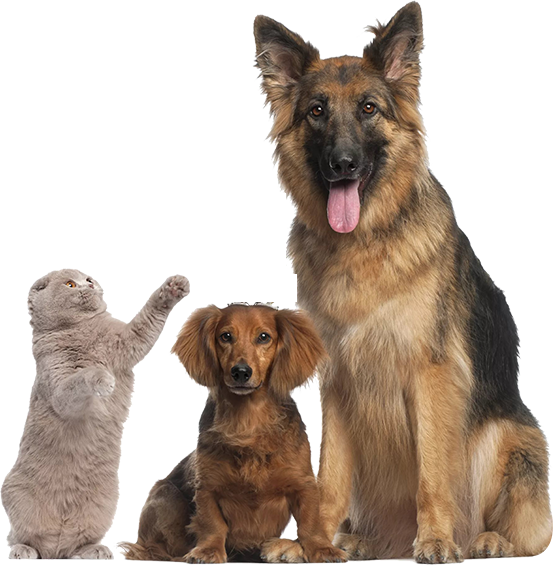 Healthy Dog Food
